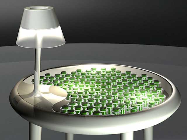 BioPhotovoltaic Moss Table_Progetto di ricerca 