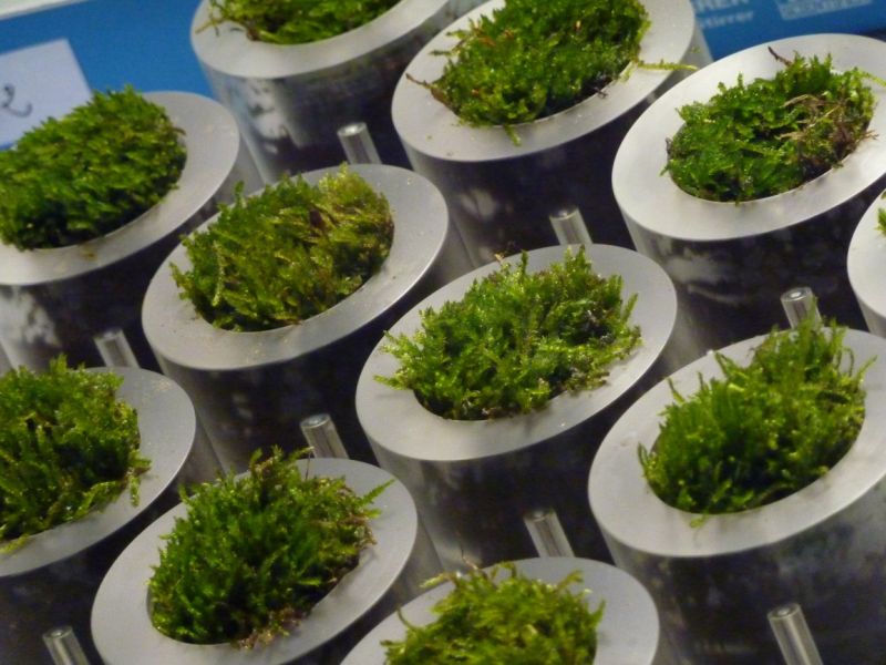 BioPhotovoltaic Moss Table_Intercapedine per le celle contenenti il muschio