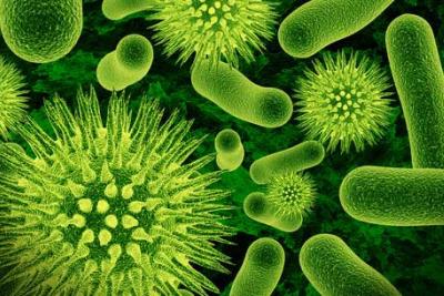 Batteri al microscopio