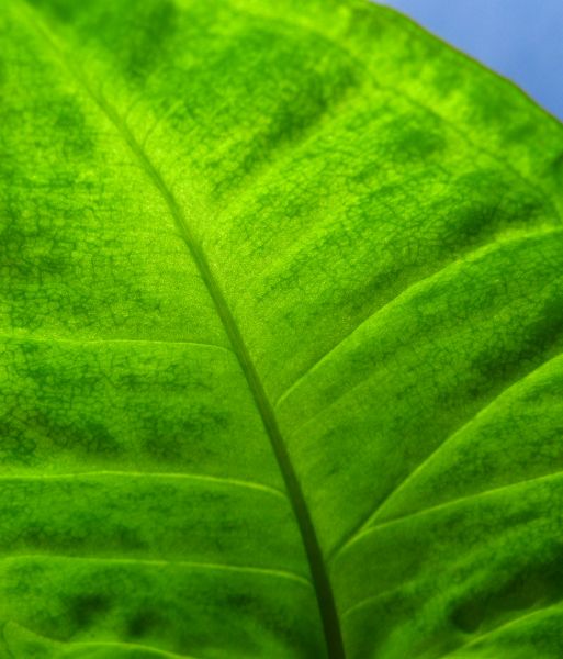 Visione parziale di una foglia