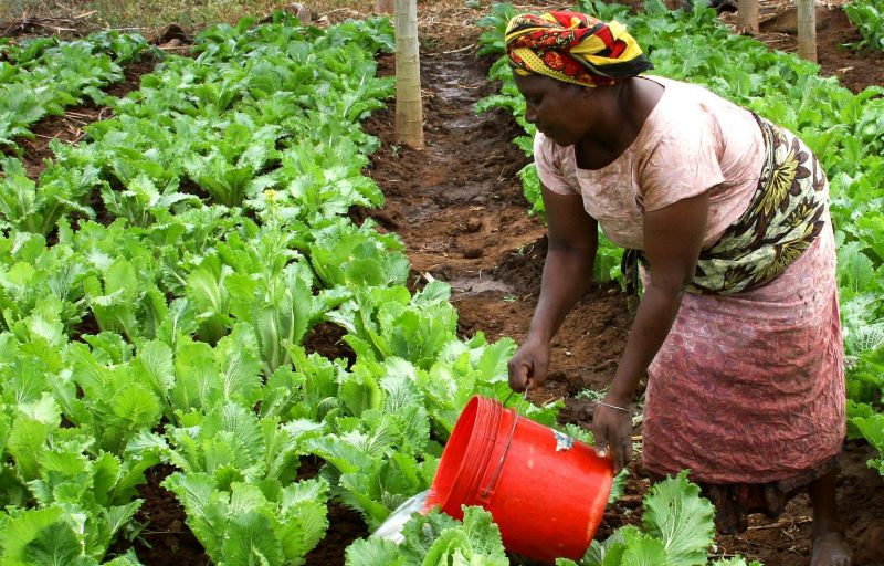 L'agricoltura copre la met&agrave; del PIL della Tanzania, ma solo il 4 % dei suoi 945,000 Km2 di superficie &egrave; coltivabile