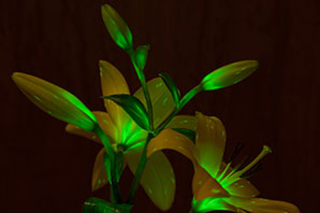 Starlight Avatar