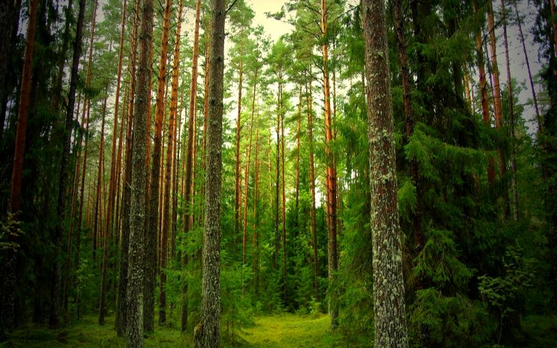 Il residence Soleis &egrave; immerso in un parco naturale di 6,500 m2)