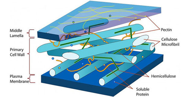 Composizione schematica di uno strato di nano cellulosa
