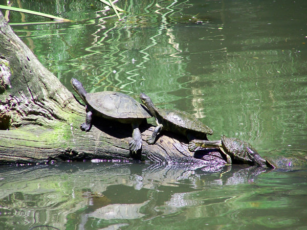La comparsa dei primi anfibi &egrave; stato un momento fondamentale per l'evoluzione della vita sulla Terra