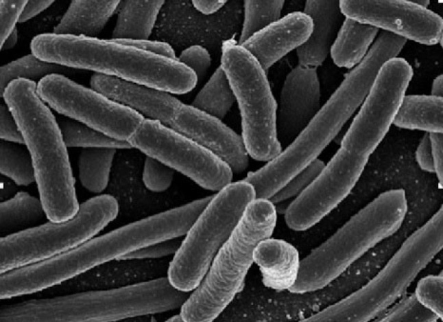 La Thermotoga neapolitana, la protagonista dello studio Capnophilic Lactic Fermentation