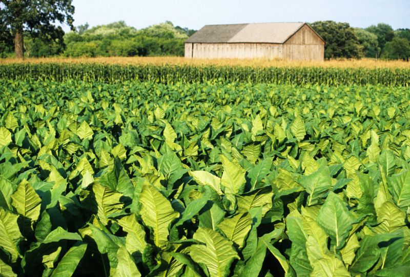 Tobacco Plant