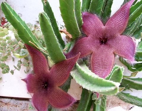 Stapelia