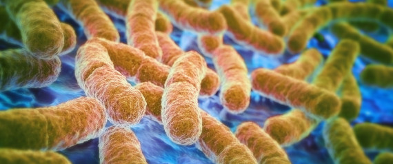 Escherichia coli