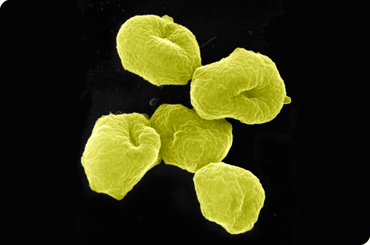 Archeobatteri Archeobatteri