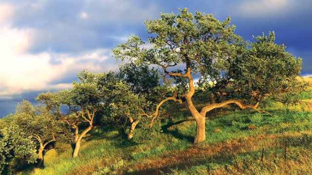 tutelare il nostro ambiente