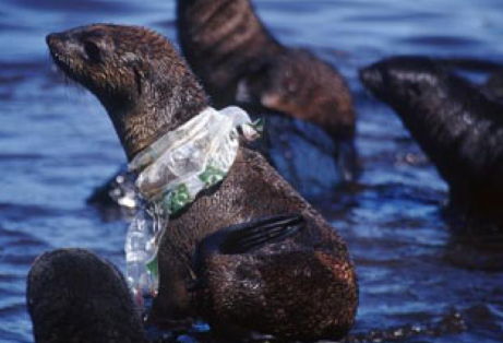 L'immagine ritrae una foca che nuotando si &egrave; impigliata ad un grande nastro di plastica rimasto incastrato nel suo corpo