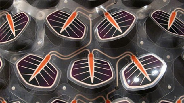 edera fotovoltaica