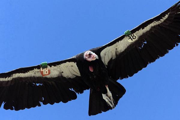 Il condor di California &egrave; a rischio negli USA per l'impatto contro le turbine