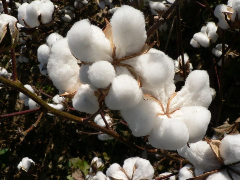 Esempio di pianta di cottone e i suoi batuffoli bianchi